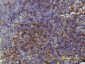 GSDMDC1 Antibody (monoclonal) (M01)